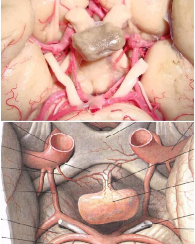 Here you see the pituitary gland!