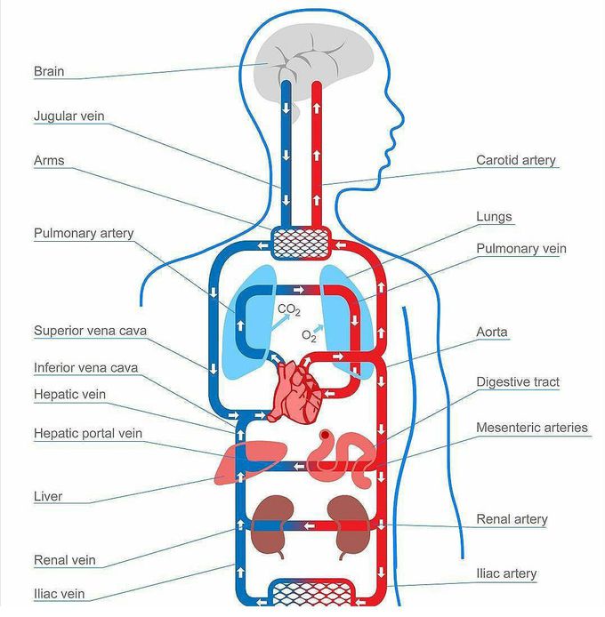 The circulatory system