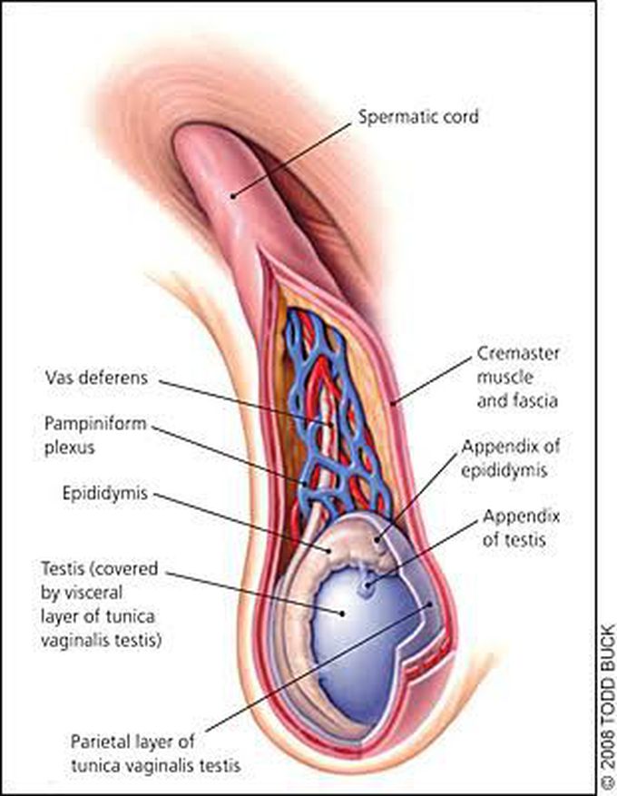 Content of Spermatic Cord