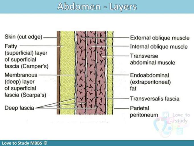 Abdominal layer