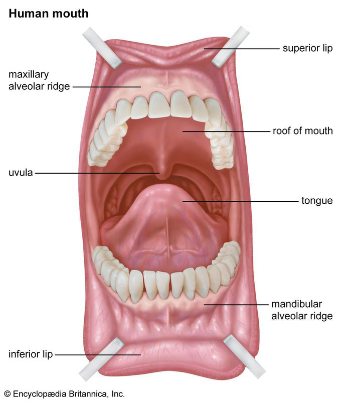 Alveolar ridge