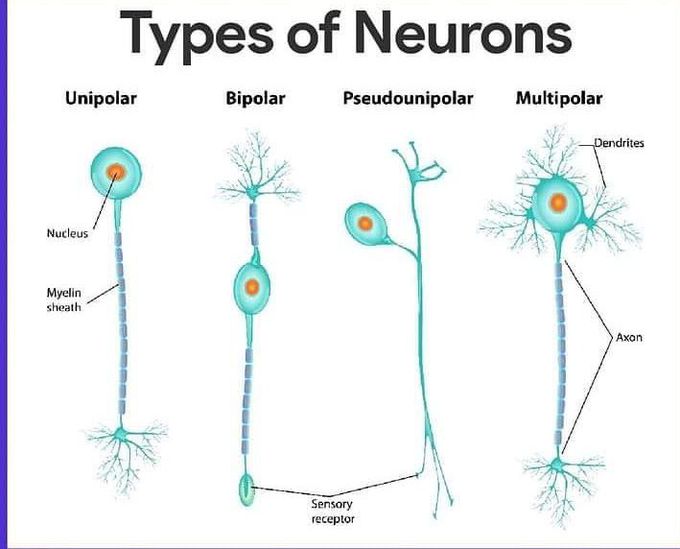 Types of neurons