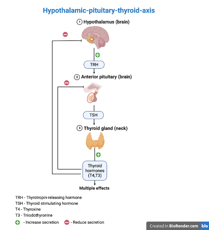 Hypothalmic_pituitary_thyroid_axis - MEDizzy