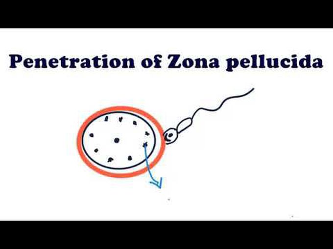 Fertilization In Depth