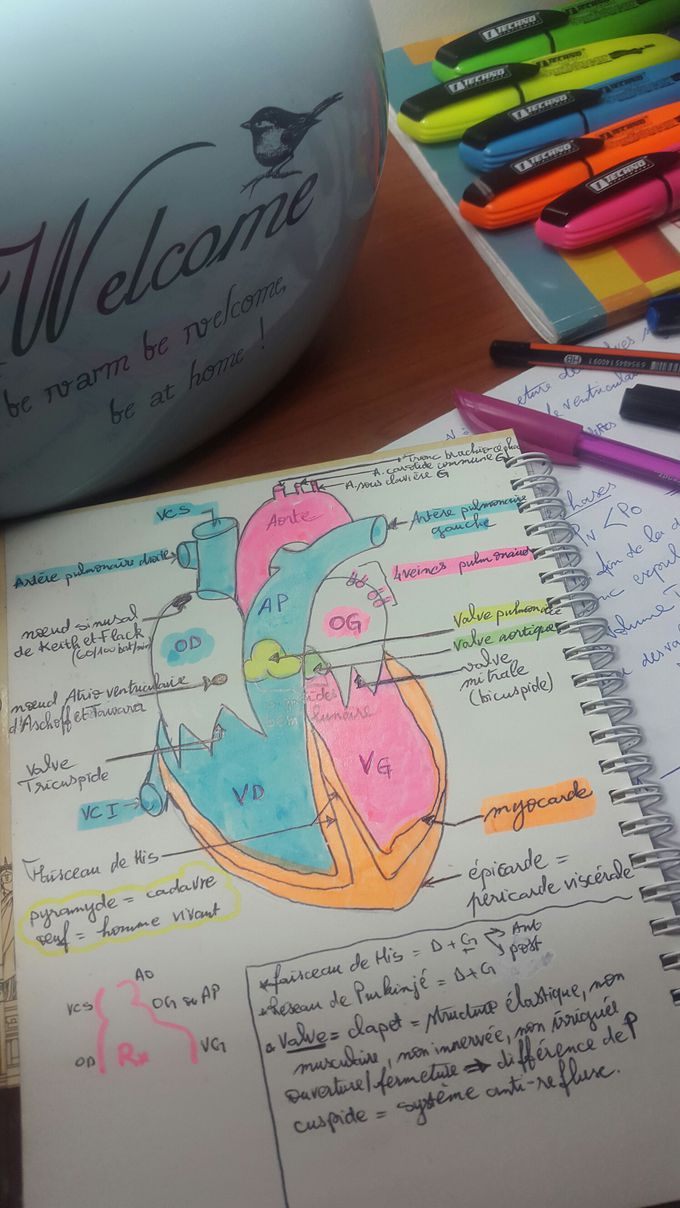 Cardiologie