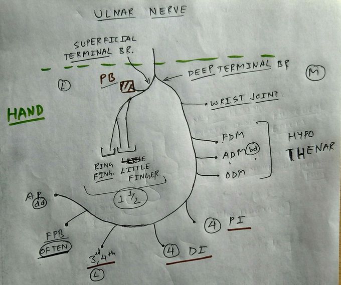 Ulnar nerve branche's in hand