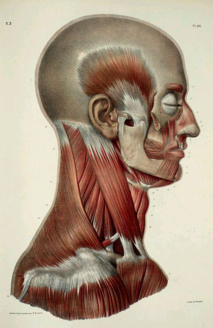 Head and neck anatomy