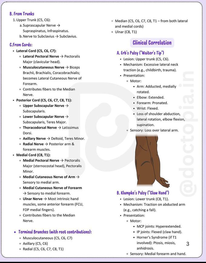 Brachial Plexus II