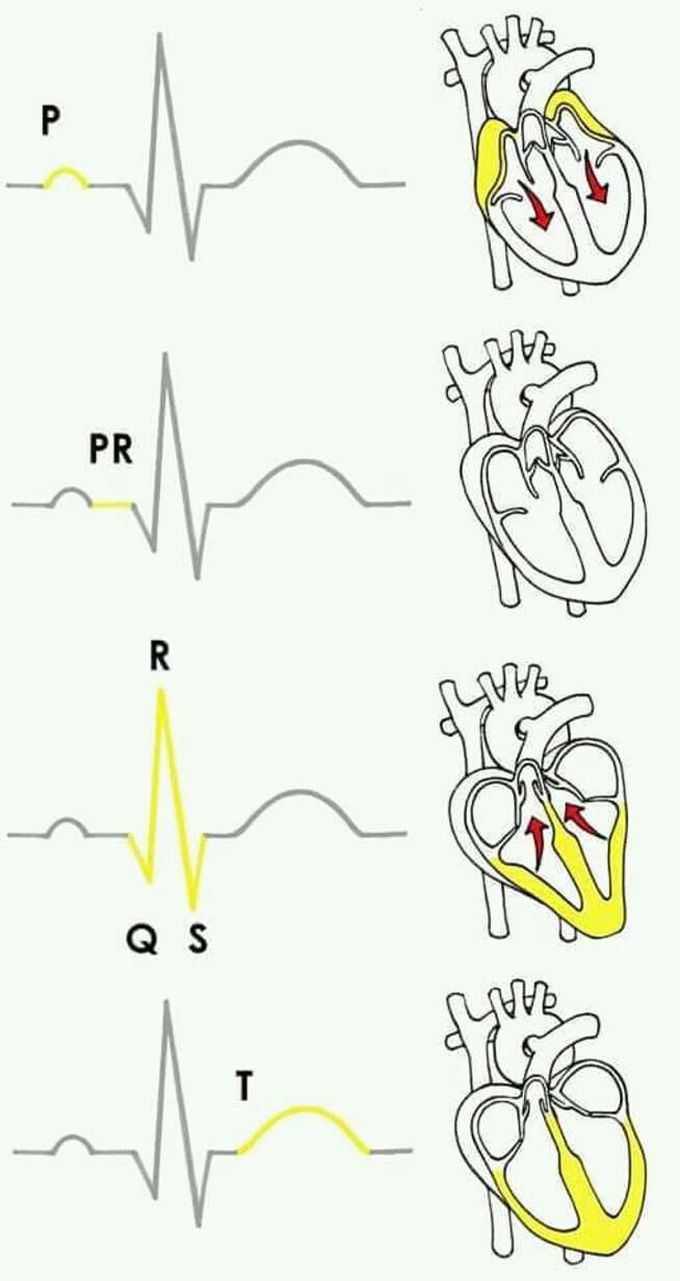 ECG..! Made easy