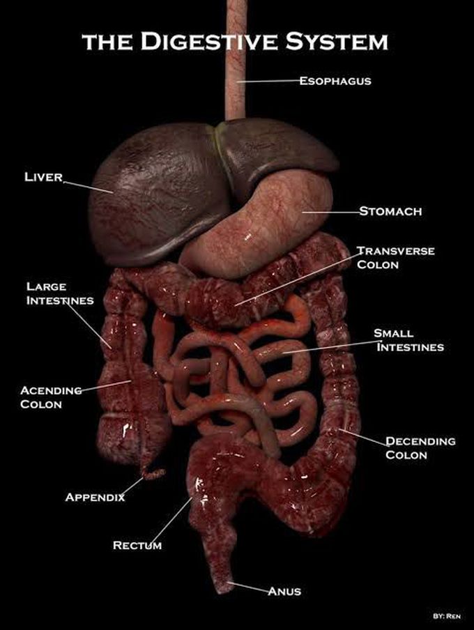 Digestive system