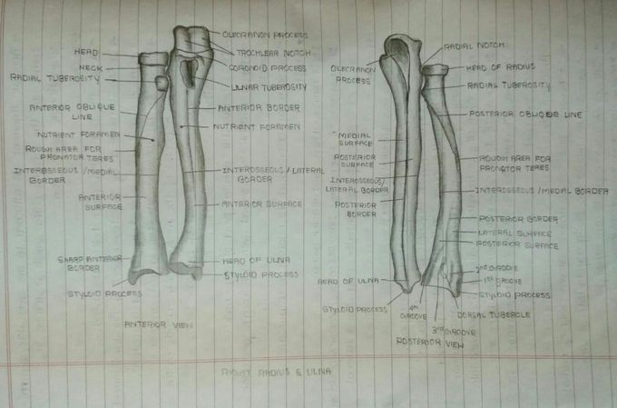 Radius and ulna...