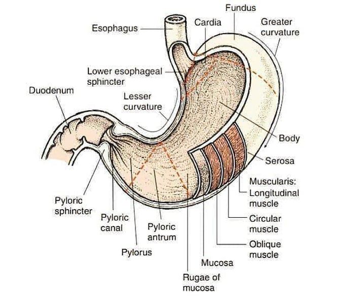Anatomical structure of stomach
