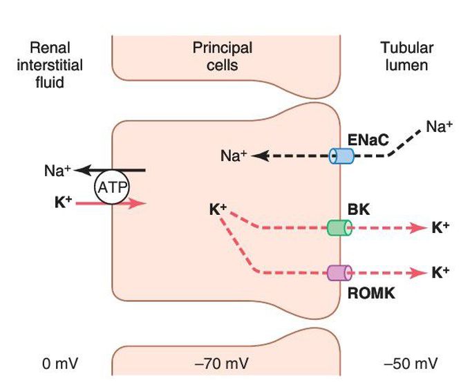 Potassium secretion and sodium reab sorption