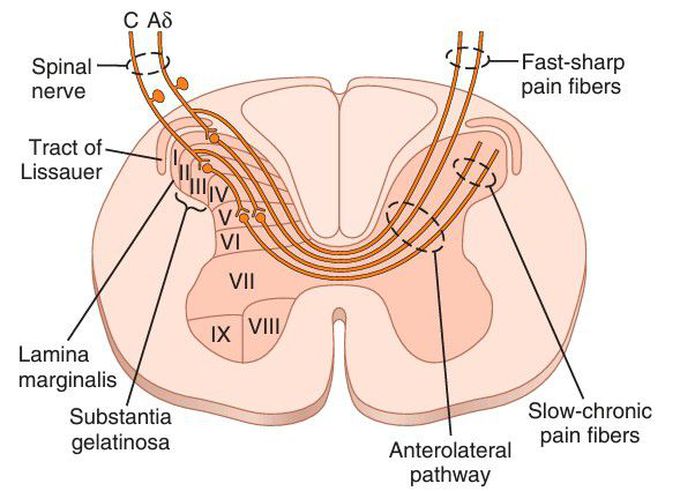 Pain transmission