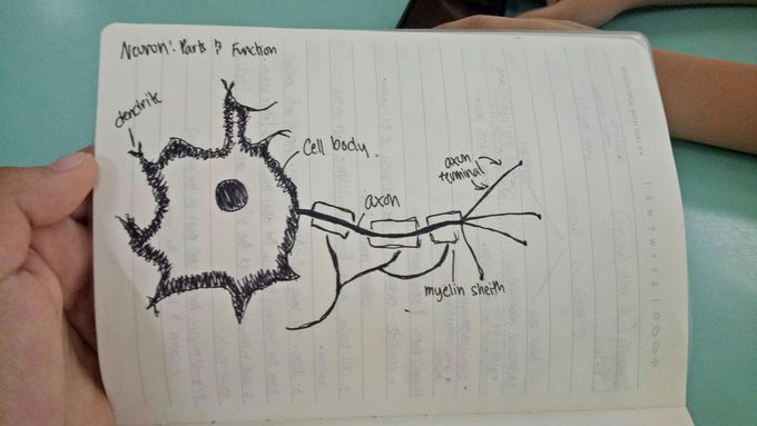Neuron
