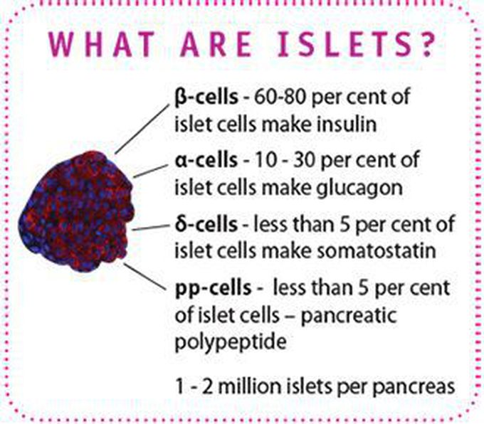 What are Pancreatic Islets?