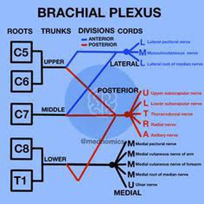 Brachial plexuses