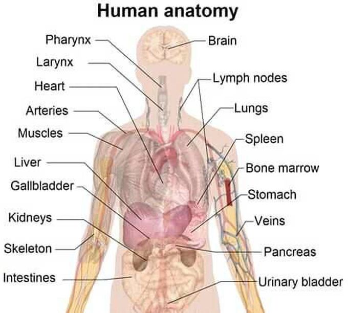 Anatomy