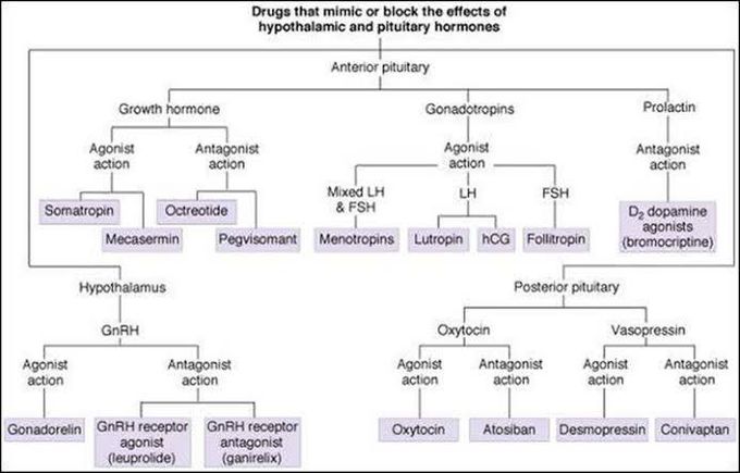 Hypothalamus/pituitary Drugs