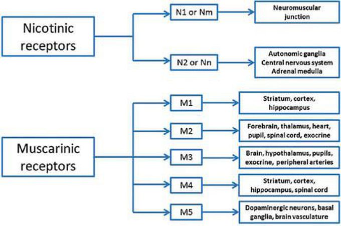 Cholinergic receptors (Cholinoceptors)