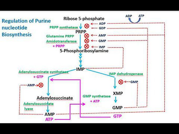 Inhibitors and regulators of purine synthesis.