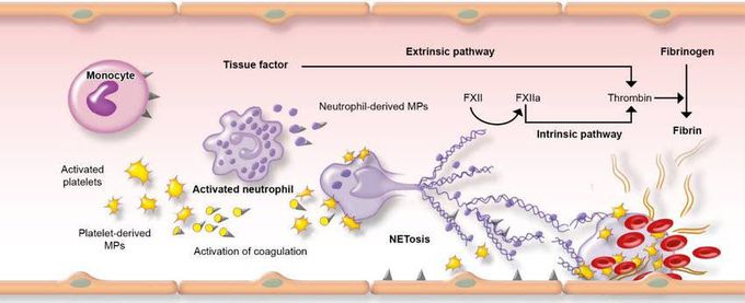 Thrombogenesis