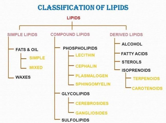 Classification of lipids