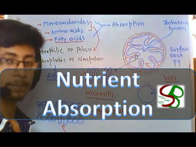 Absorption of nutrients