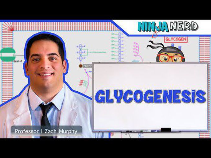 Glycogen Metabolism-Glycogenesis