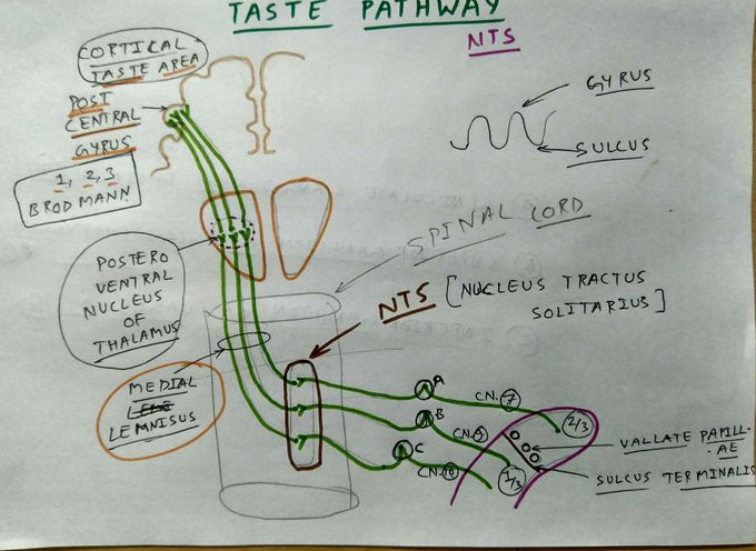 Taste Pathway