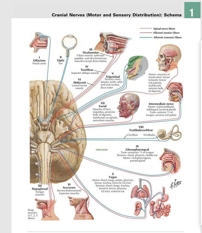 Cranial nerve