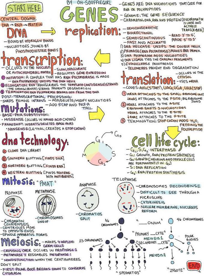 DNA REPLICATION