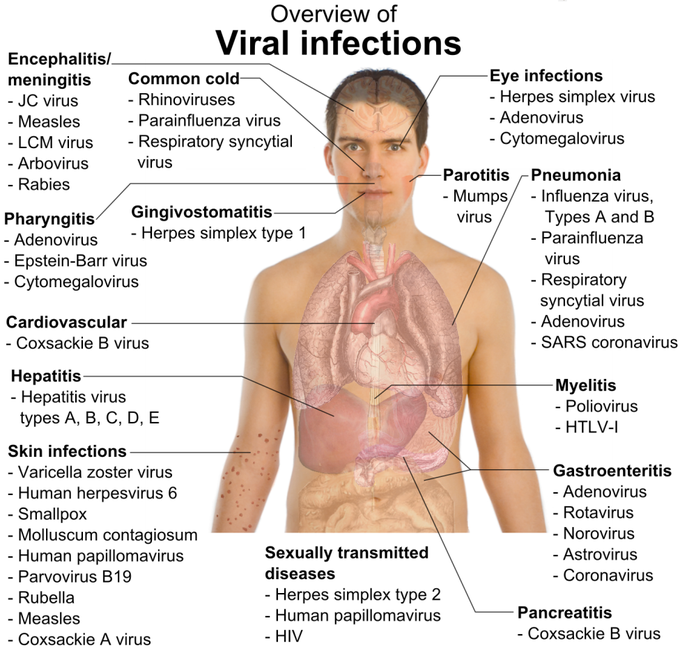 Viral infections overview