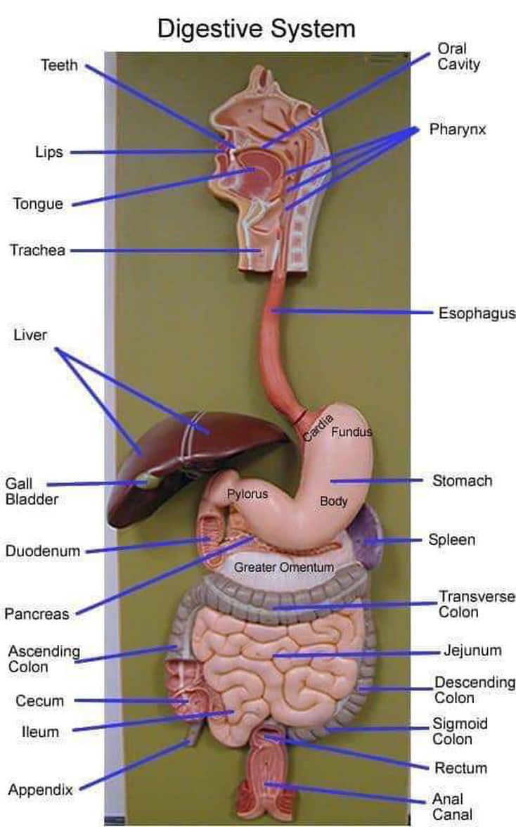 Digestive system MEDizzy
