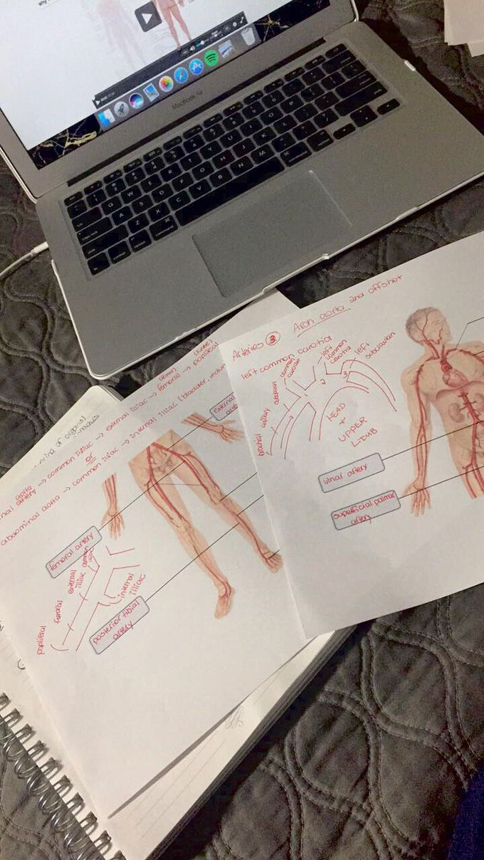 My notes: arteries