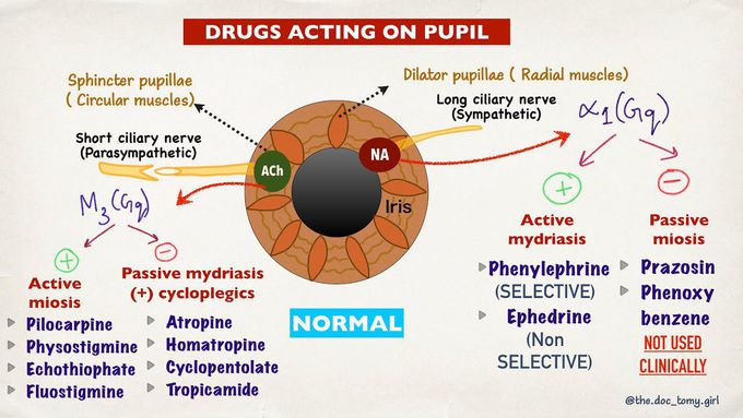 Drugs acting on pupil | Autonomic control of pupil