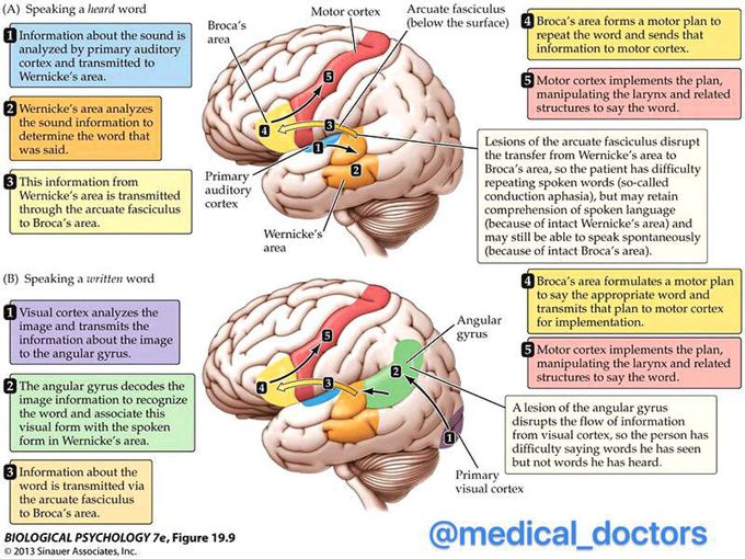 Cerebral Cortex Speech Centres.