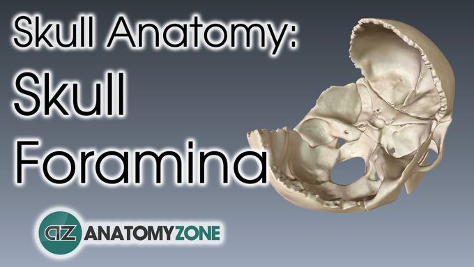 Skull foramina: 3D tutorial