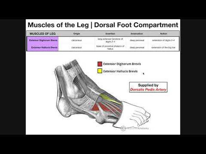 The dorsal foot muscles.