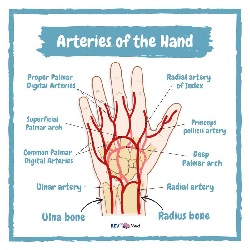 Arterial Anatomy Of The Hand With Direction Of Blood Flow With Manual