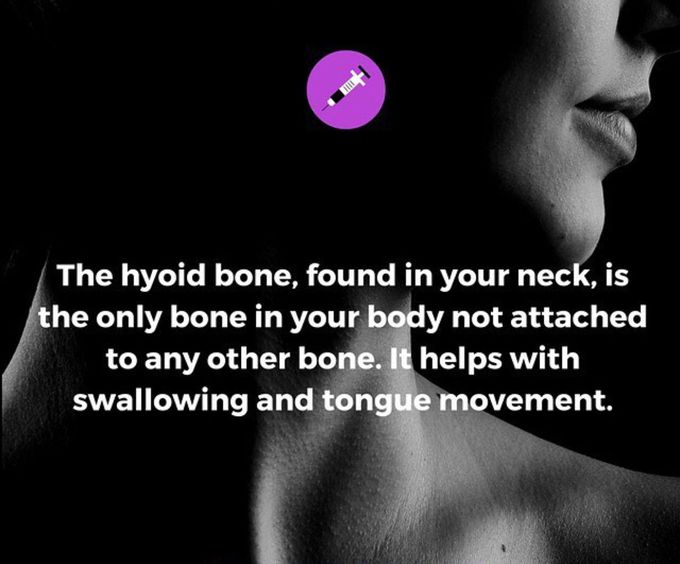 Hyoid bone