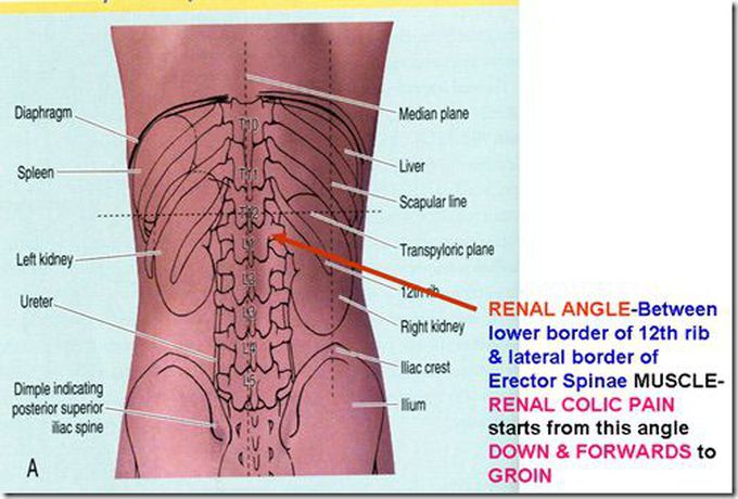 Renal angel