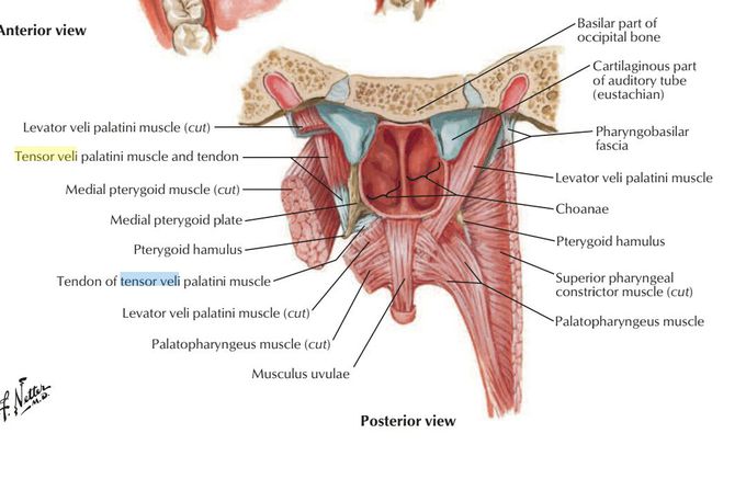 Tendon of tensor veli palatini muscle .