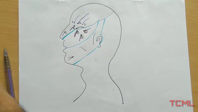 Cutaneous nerve of head and neck , PART - 2/2