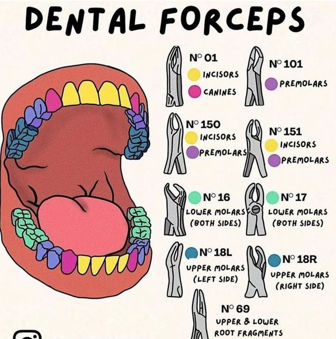 Dental Forceps