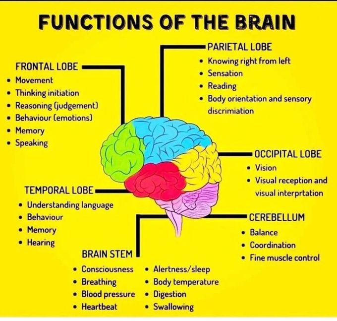 Functions of the Brain - MEDizzy