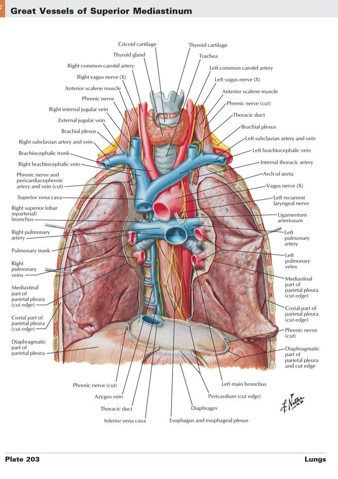 Vessels of Superior Mediastium