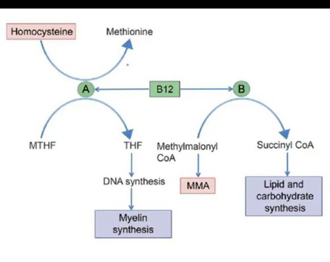 Megaloblastic Anaemia
