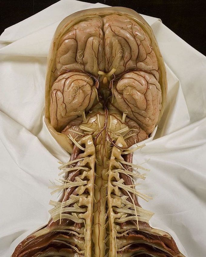 Central nervous system......