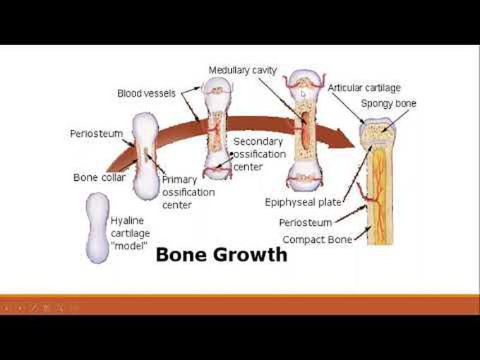 Appendicular Skeleton